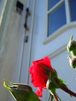 0173DSCF0121x