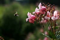 0308Biene im Anflug